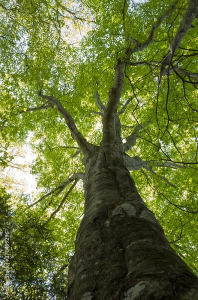 Fototapeta Loking up at the tree stretching up into the blue sky at Mt.Hongajamaru, Yamanashi Prefecture, Japan.