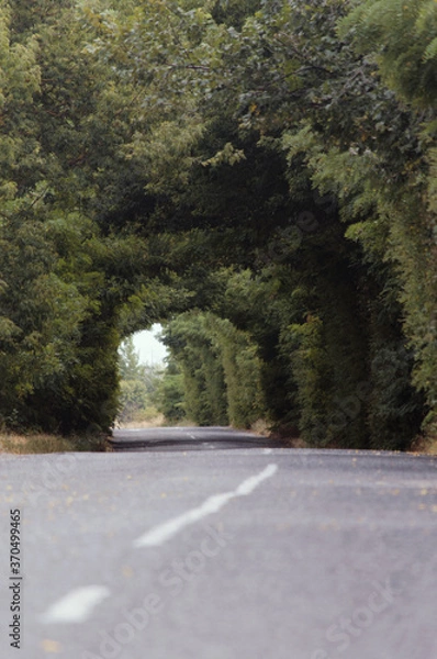 Fototapeta Tree branches bend over the road and form a  green arch. Empty road in the countryside with prospect into the distance through the trees. Arch of green trees.