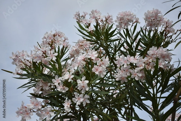 Obraz cherry tree flowers