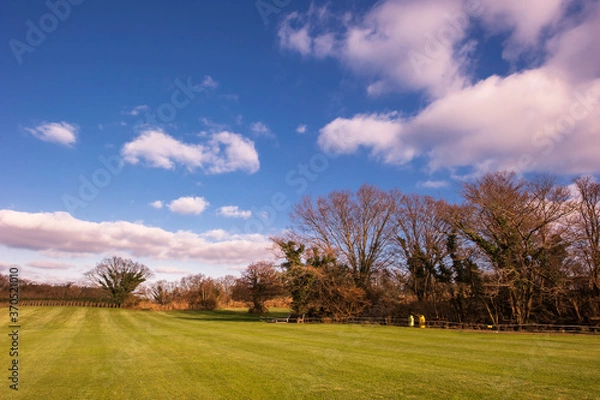 Obraz Beautiful Silver grass,Miscanthus sinensis.
