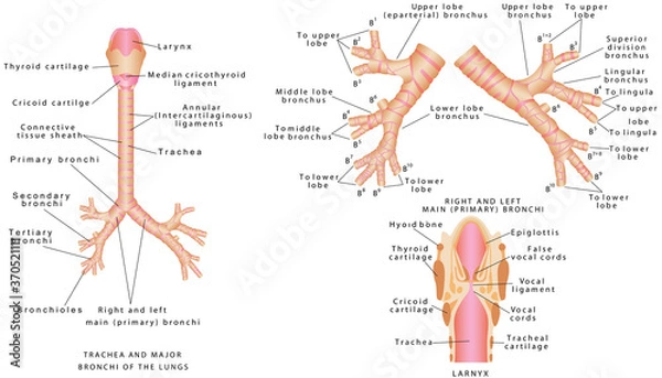 Fototapeta Trachea and bronchi. Trachea and major bronchi of the lungs. Human trachea and bronchioles. Larynx anatomical illustration diagram, educational medical scheme with nasal cavity, larynx, trachea and es