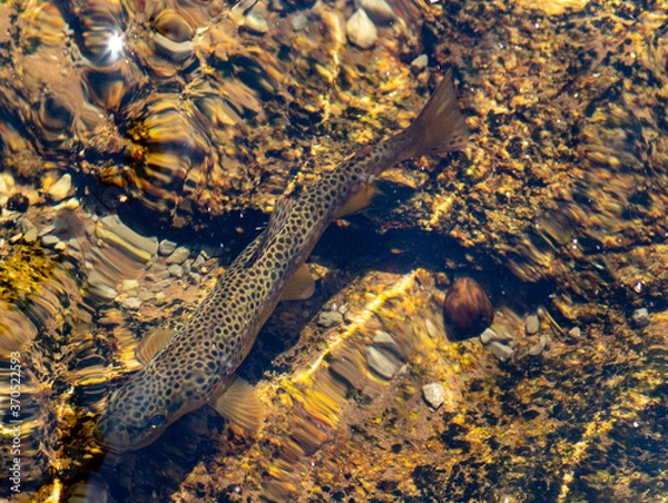 Obraz brown trout