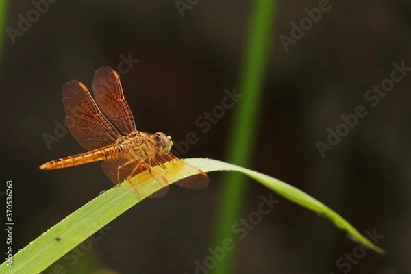 Obraz dragonfly on a leaf