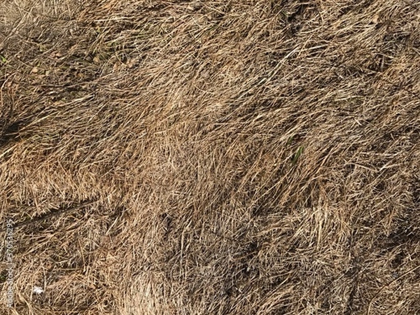 Obraz autumn grass texture