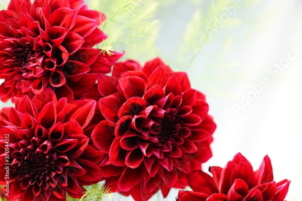 Obraz red dahlia flower