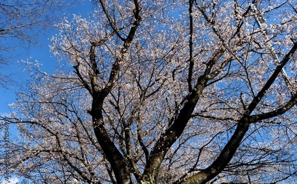 Obraz 春　桜　青空　癒し　風情　風景　栃木　