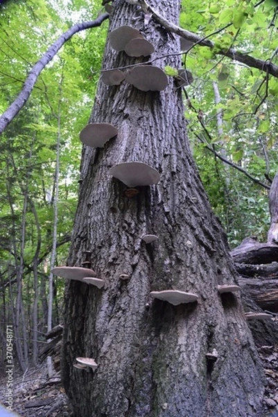 Obraz arboretum Minnesota 