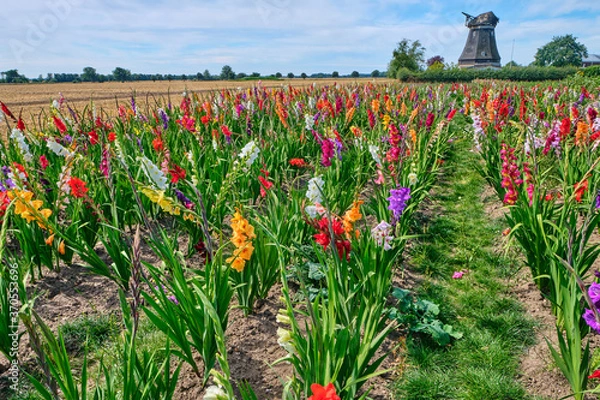 Obraz Field of colored gladioli against a cloudy sky