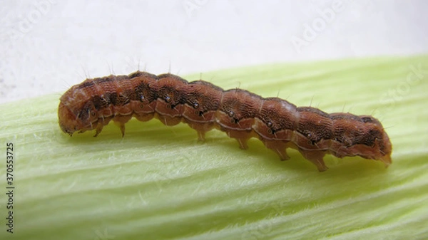 Obraz Old World bollworm (Helicoverpa armigera) caterpillar