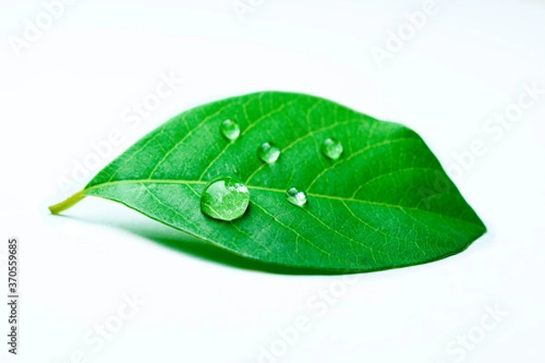 Obraz Close up of water drops on green leave and white background.