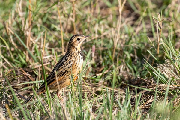 Fototapeta Rufous-naped lark, Mirafra africana, hidden in the long green grass of the Masai Mara, Kenya.