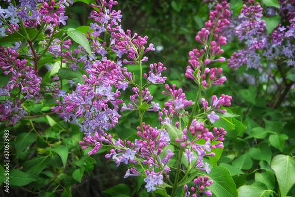 Obraz purple flowers in the garden