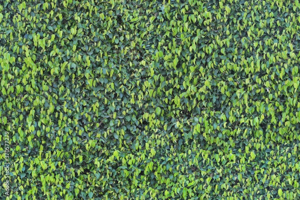 Obraz Thick green wall. Uniform natural seamless pattern.