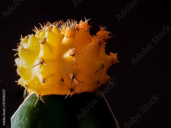 Obraz Spot lit yellow moon cactus 