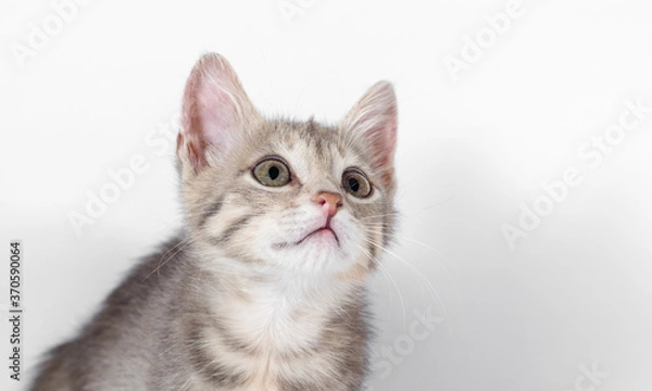 Fototapeta gray kitten looking up on a white background