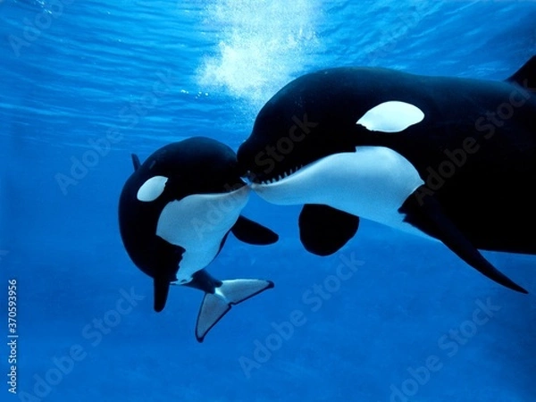 Obraz Killer Whale, orcinus orca, Female with Calf