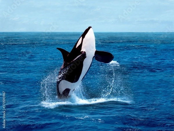 Fototapeta Killer Whale, orcinus orca, Adult breaching
