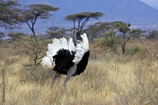 Fototapeta Ostrich, struthio camelus, Male in Courtship display, Masai Mara Park in Kenya