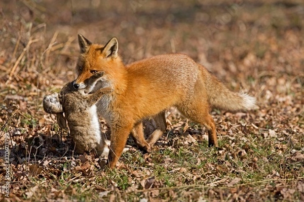 Fototapeta Red Fox, vulpes vulpes, Male with a Kill, a Wild Rabbit, Normandy