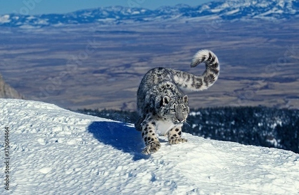 Obraz Snow Leopard or Ounce, uncia uncia, Adult standing on Snow