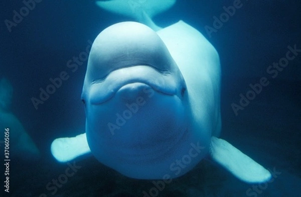 Obraz Beluga Whale or White Whale, delphinapterus leucas, Adult