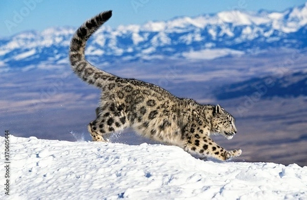Fototapeta Snow Leopard or Ounce, uncia uncia, Adult running on Snow