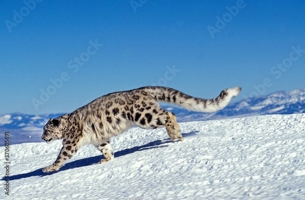 Fototapeta Snow Leopard or Ounce, uncia uncia, Adult running on Snow