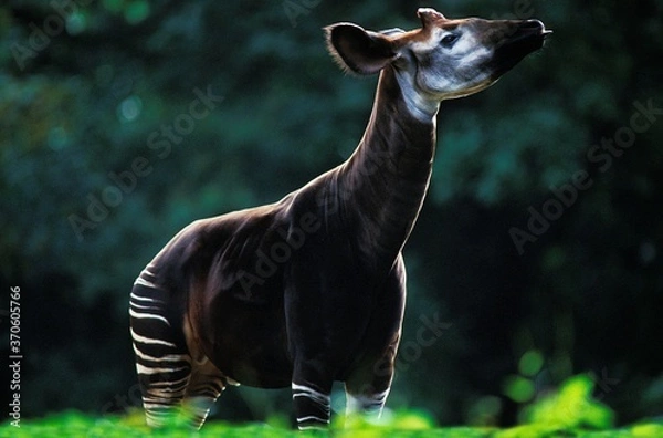 Obraz Okapi, okapia Johnstoni, dorosły