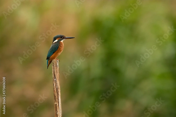 Obraz kingfisher on a branch