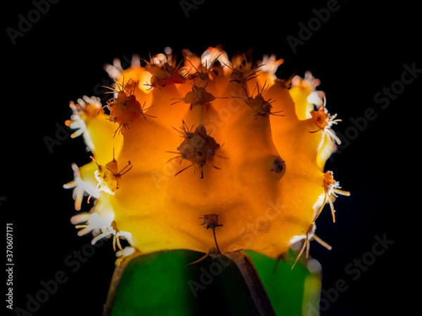 Obraz Back lit yellow moon cactus close up