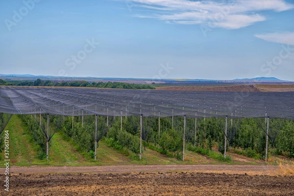 Obraz Apple plantation, fruit production.