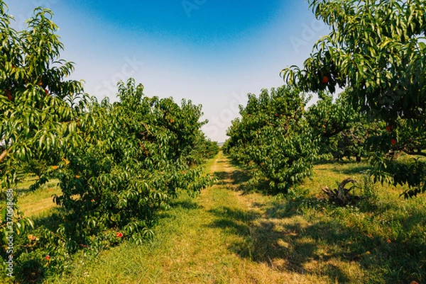 Obraz ripe peach tree in agricultural garden