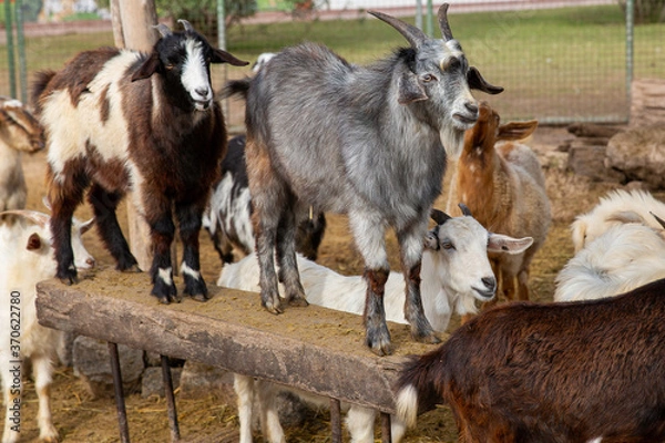 Fototapeta Goats