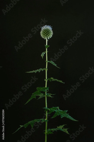 Obraz Echinops Bannaticus - Blue Globe-Thistle