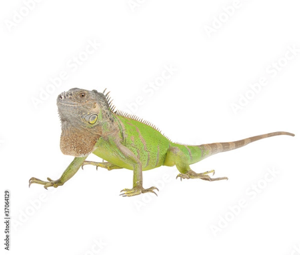 Fototapeta Iguana iguana isolated on white background