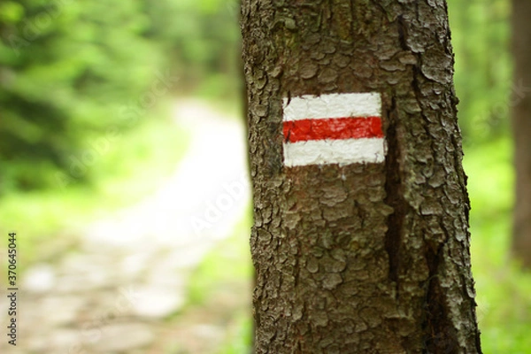 Fototapeta red tree trunk