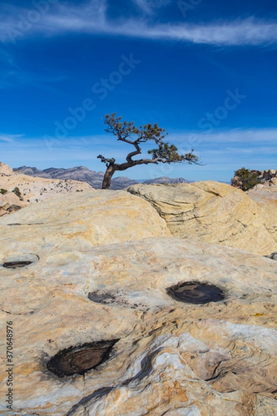 Obraz Desert Mountain Tree