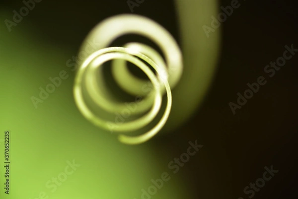 Fototapeta Vine of bitter gourd
