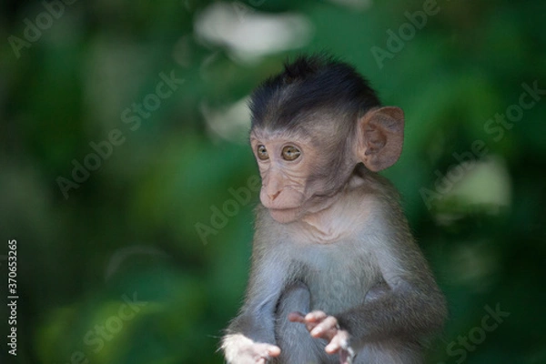 Fototapeta 可愛いサル