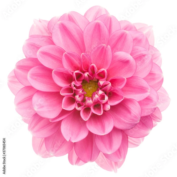 Obraz Różowa Dahlia izolowana