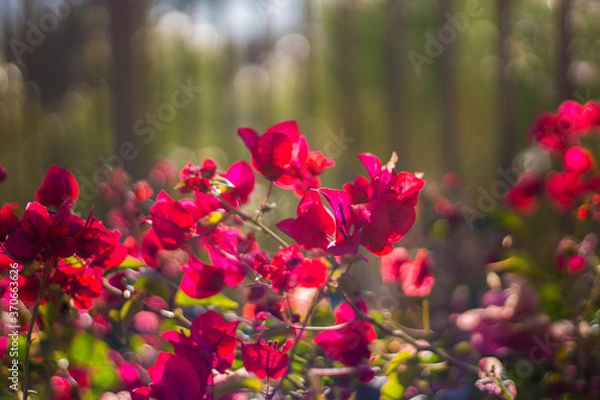 Obraz red flowers