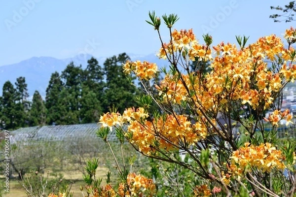 Obraz 5月の山形 寒河江つつじ公園展望