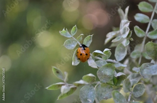 Fototapeta ladybug on a tree