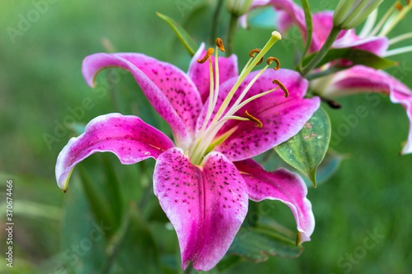 Obraz pink lily flower