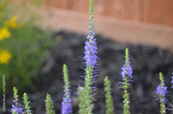 Obraz lavender flowers in the garden