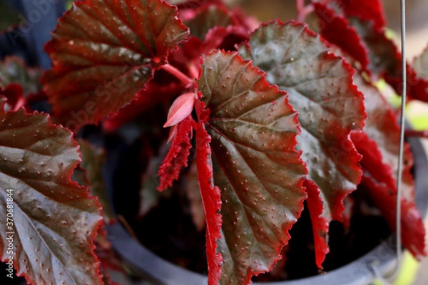 Obraz red and yellow leaves