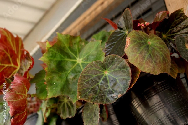 Obraz leaves on the wall