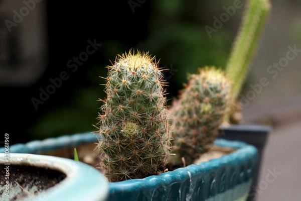 Obraz cactus in a pot