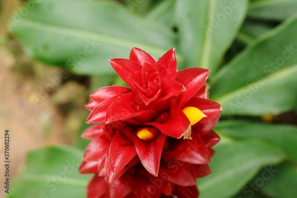 Obraz red hibiscus flower
