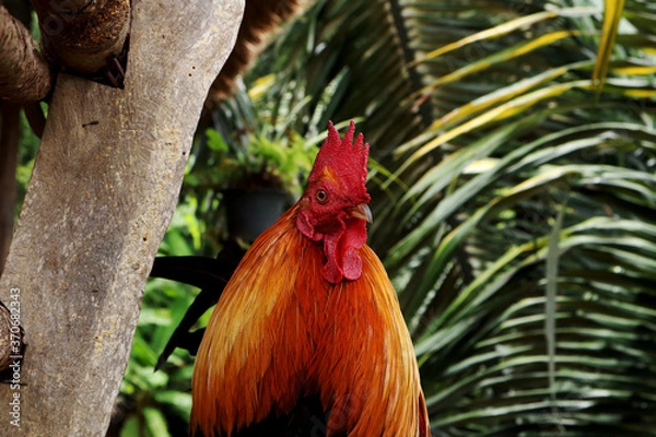 Obraz rooster in the garden